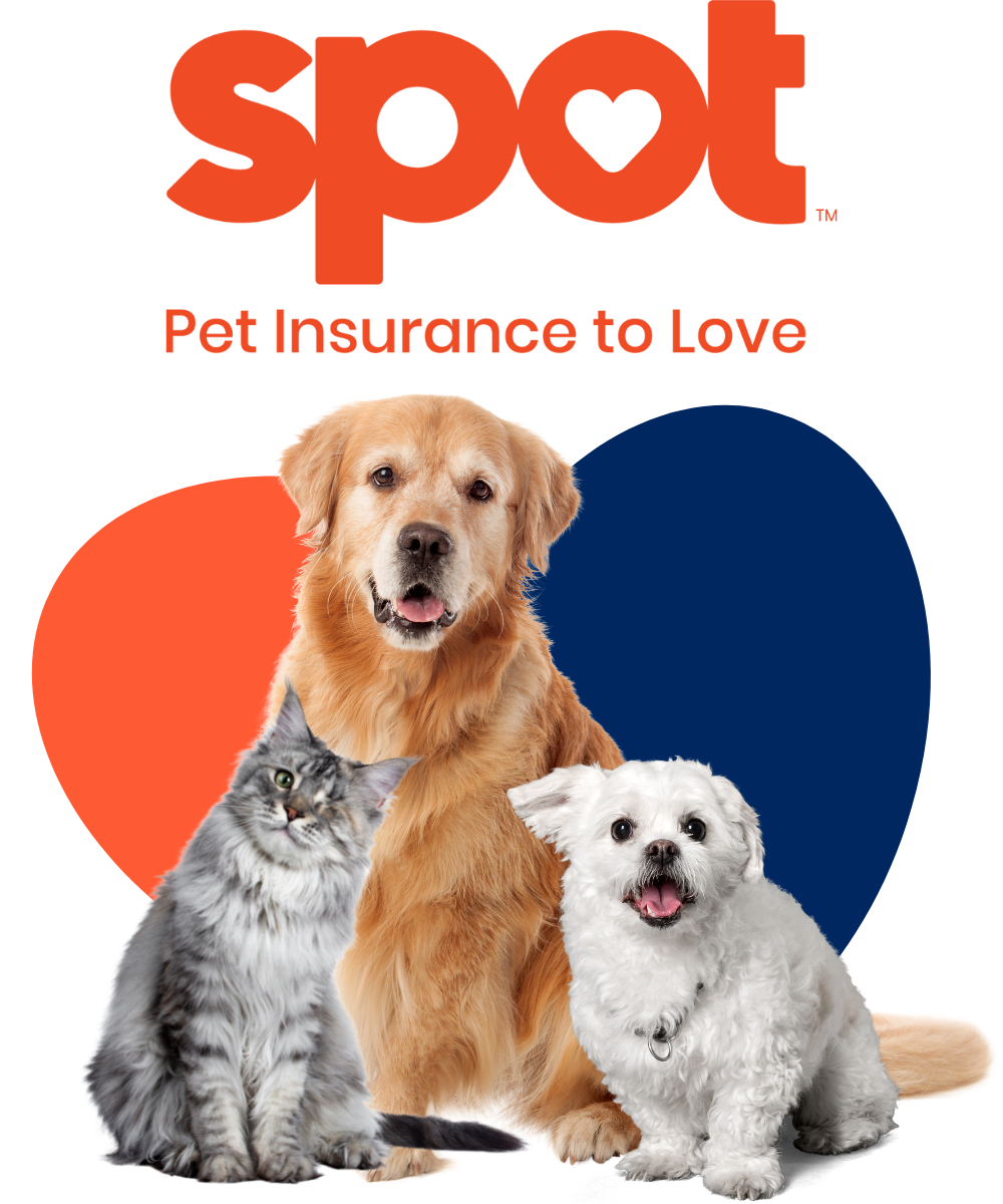 Spot-Icon-1000x800 (1)